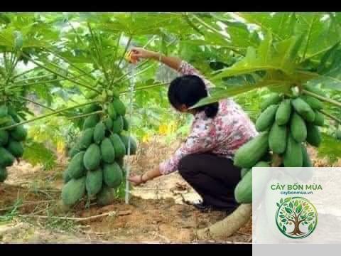 cây đu đủ không hạt - Image 3