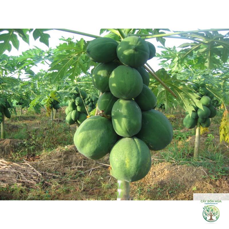 cây đu đủ không hạt