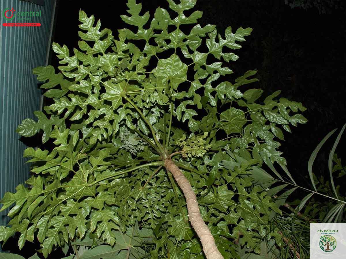 cây đu đủ rừng - Image 2