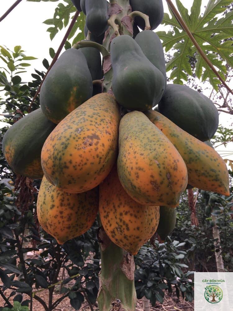 cây đu đủ ruột đỏ - Image 5