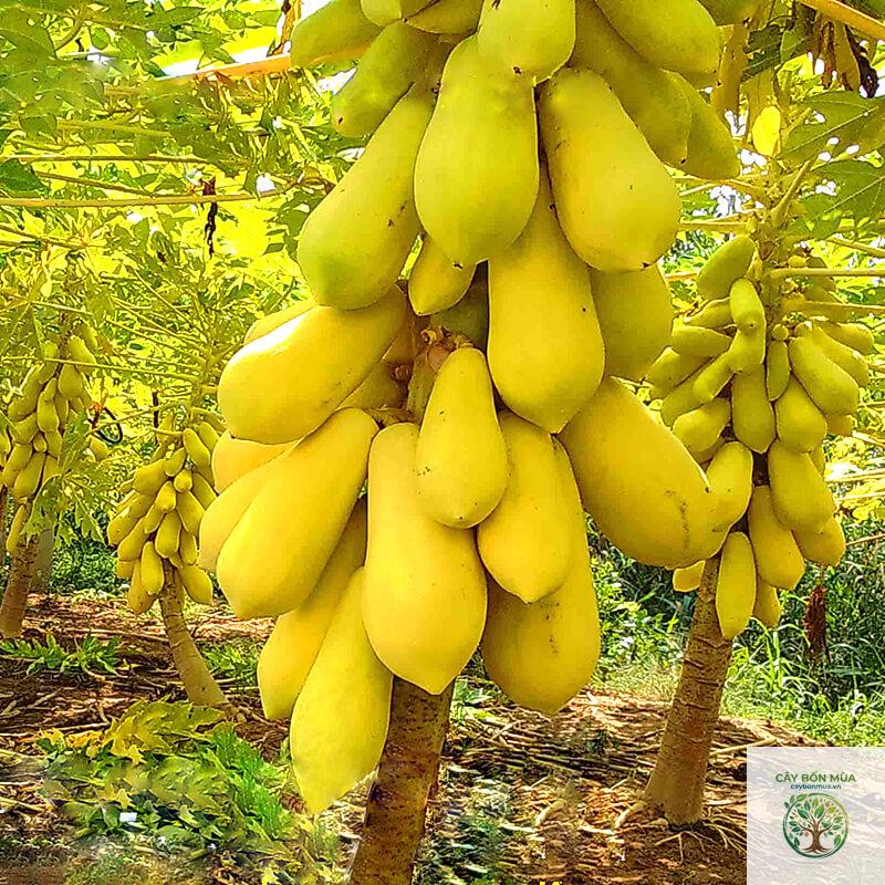 cây đu đủ ruột vàng - Image 2