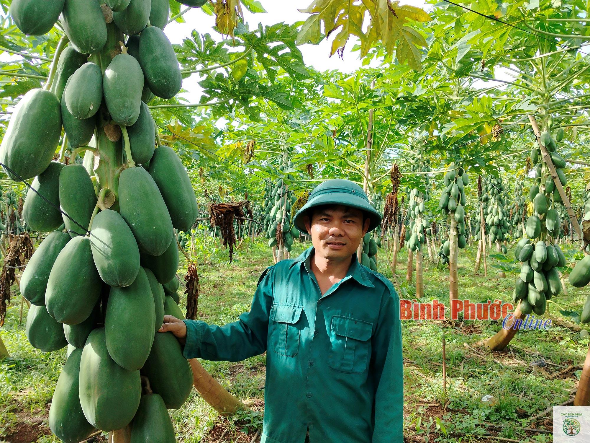 cây đu đủ ruột vàng - Image 3
