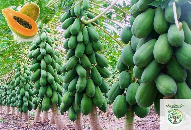 cây đu đủ ruột vàng - Image 4