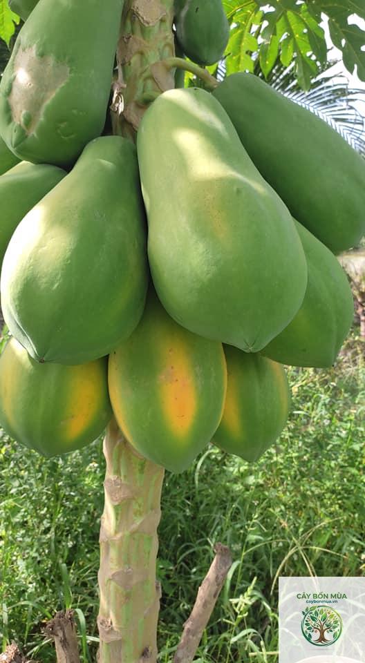 cây đu đủ ruột vàng