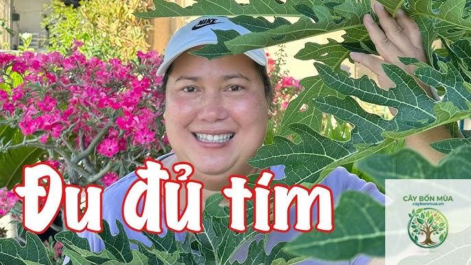 cây đu đủ tím - Image 2
