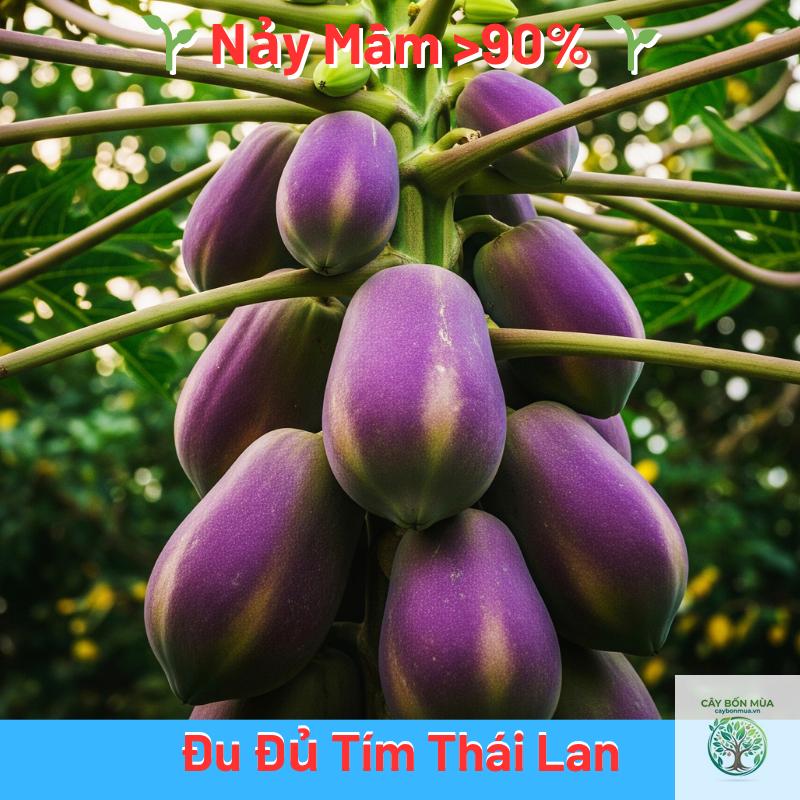 cây đu đủ tím - Image 1