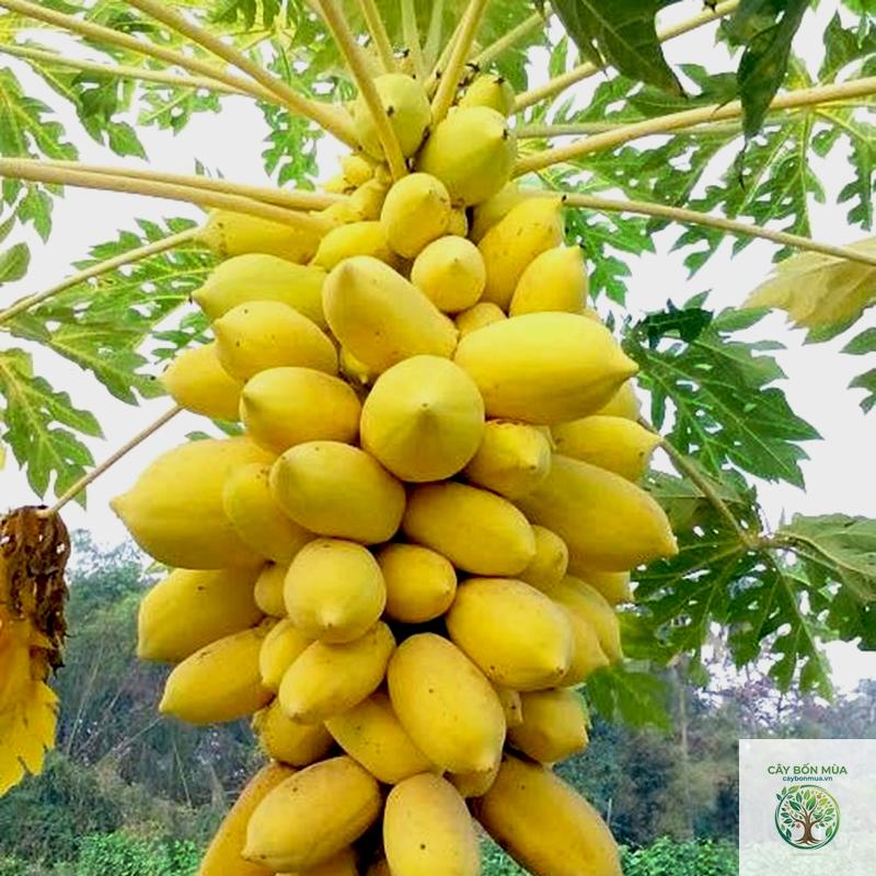 cây đu đủ vàng - Image 2