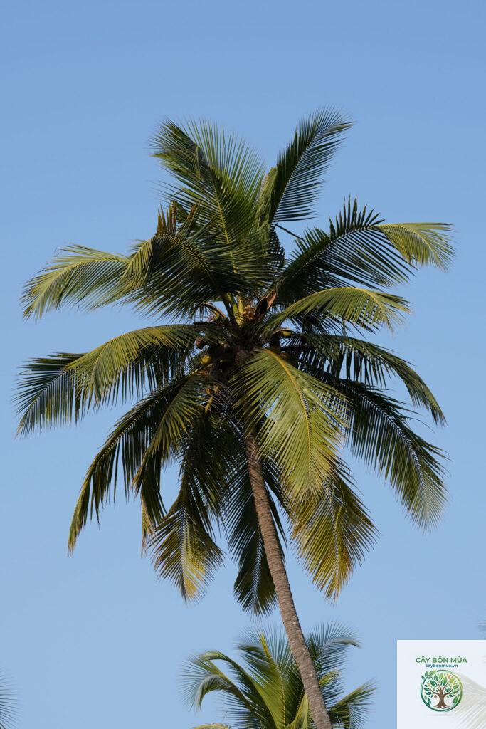 cây dừa