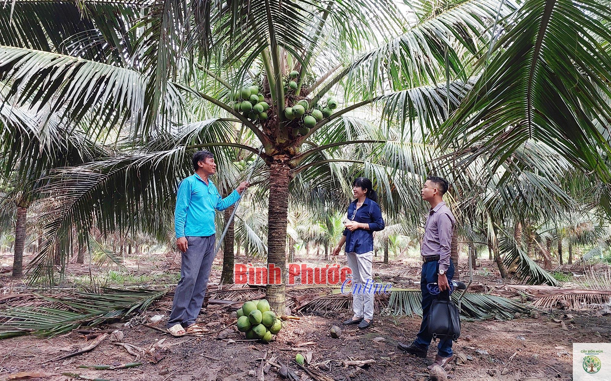 cây dừa Indonesia - Image 2