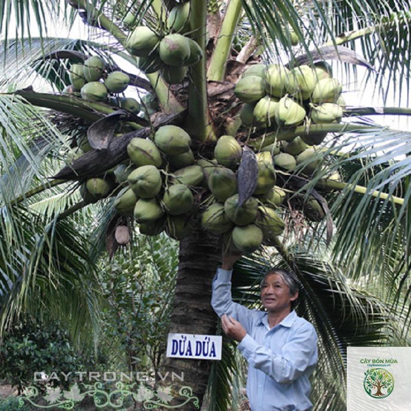 cây dừa Thái Lan - Image 2