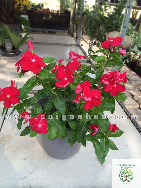 cây dừa cạn đỏ - Image 3