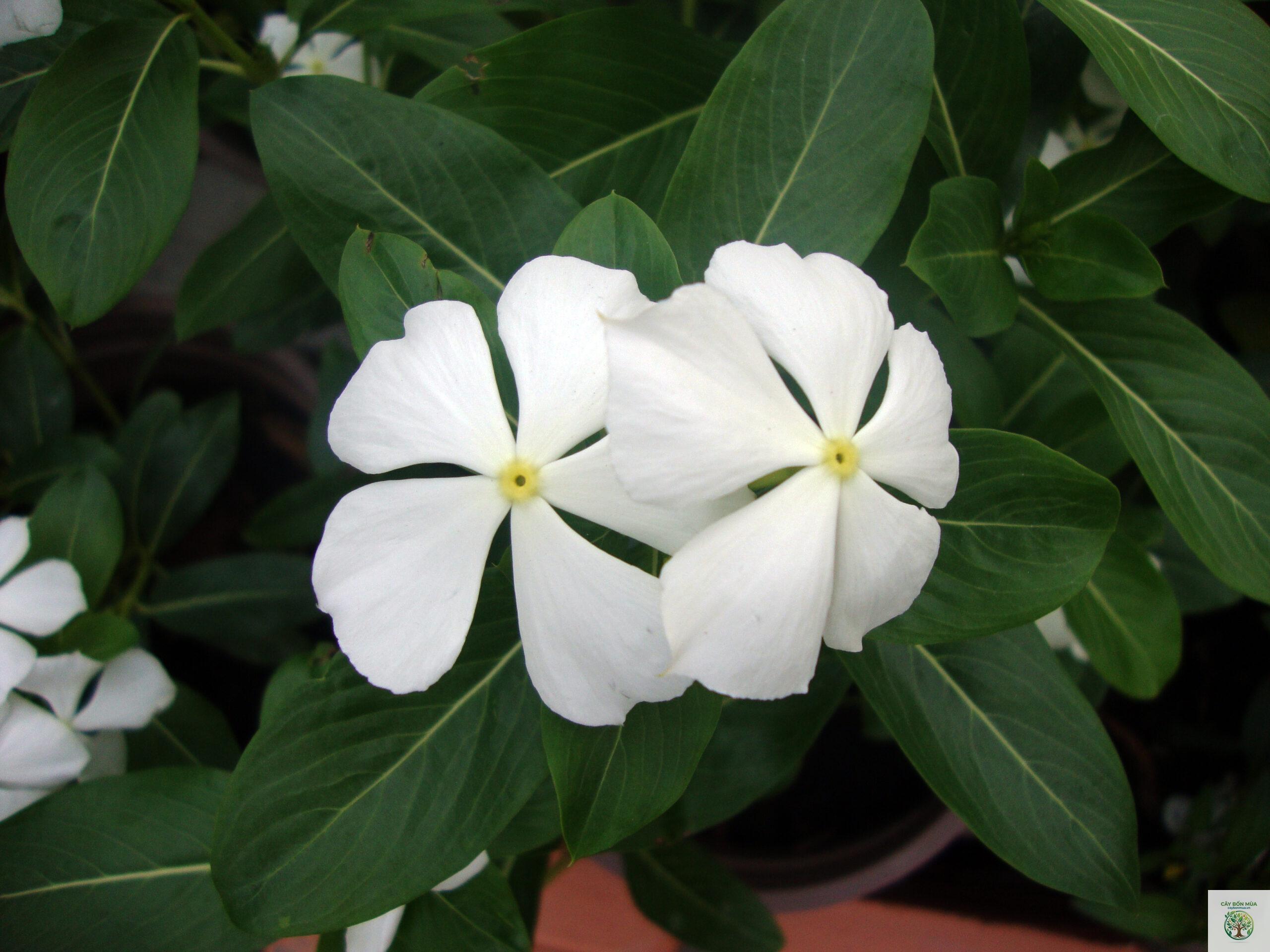 cây dừa cạn rừng - Image 1