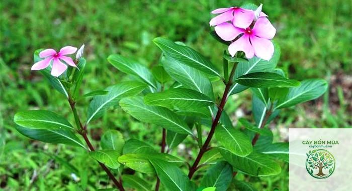 cây dừa cạn rừng - Image 2