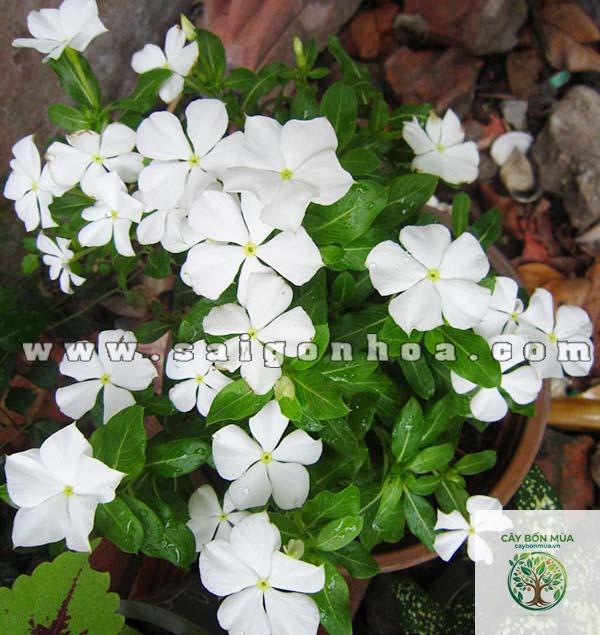 cây dừa cạn trắng - Image 3