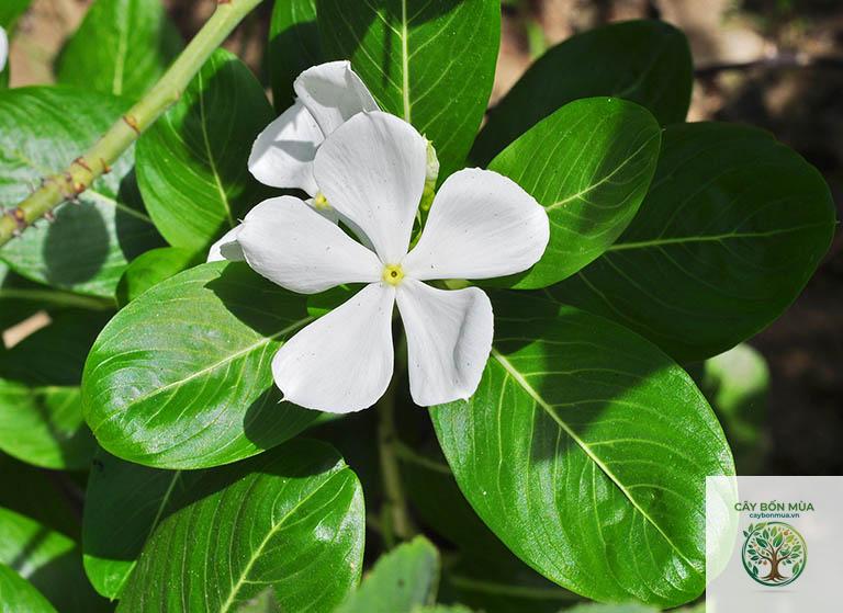 cây dừa cạn trắng - Image 4
