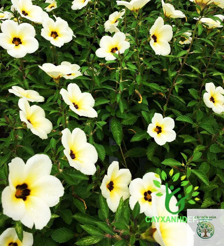 cây dừa cạn trắng