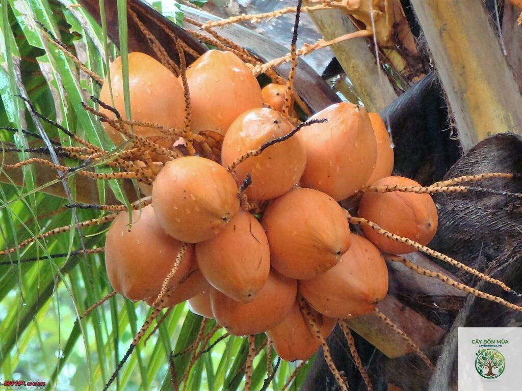 cây dừa đỏ