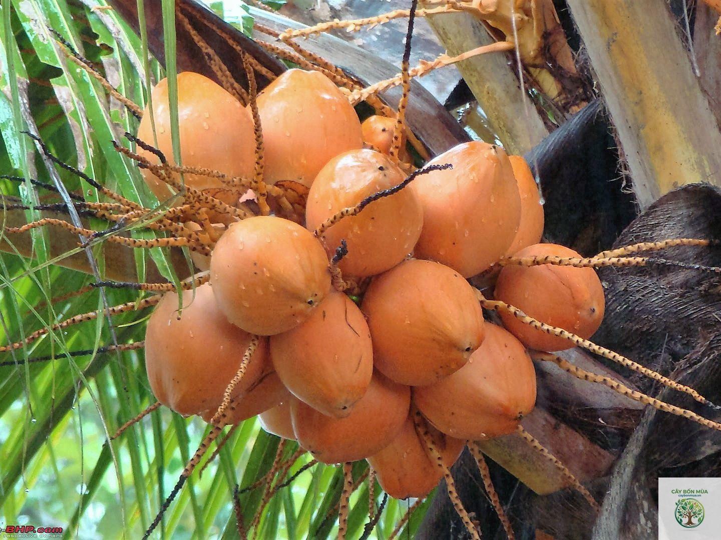 cây dừa đỏ - Image 1