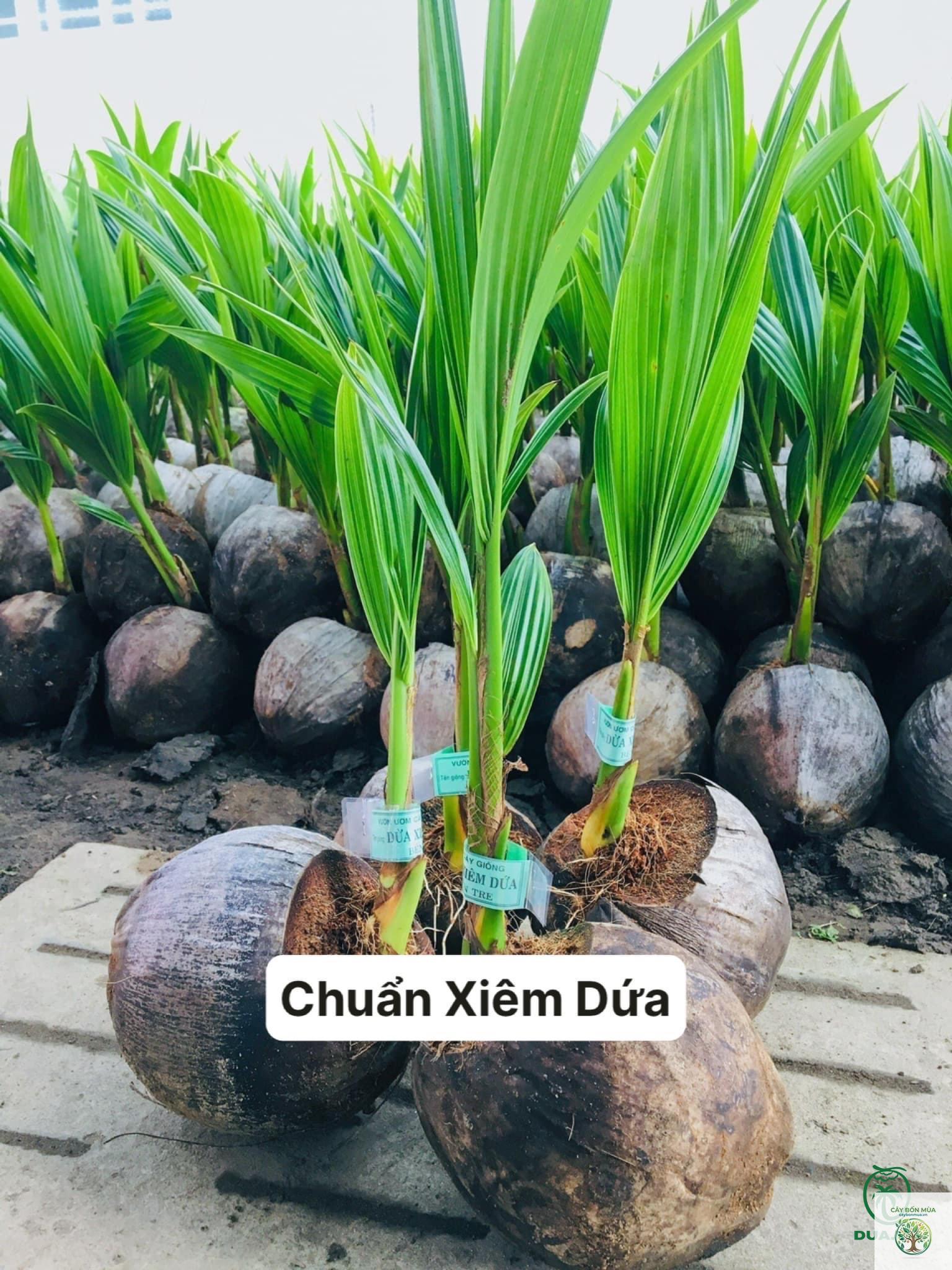 cây dừa dứa - Image 4