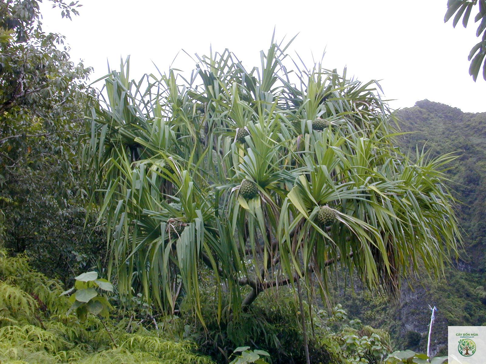 cây dứa gai - Image 3