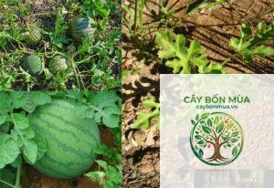 cây dưa hấu