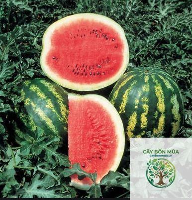 cây dưa hấu Crimson Sweet - Image 4