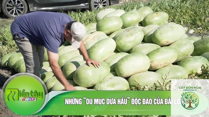 cây dưa hấu Đài Loan - Image 2