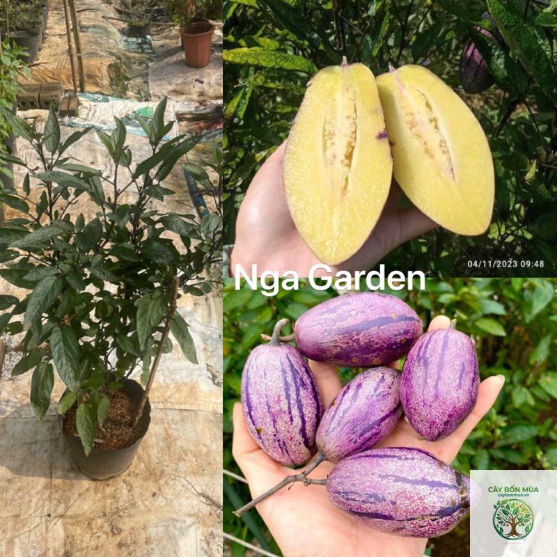 cây dưa hấu Mỹ