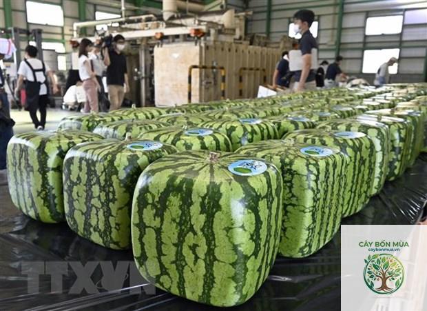 cây dưa hấu Nhật