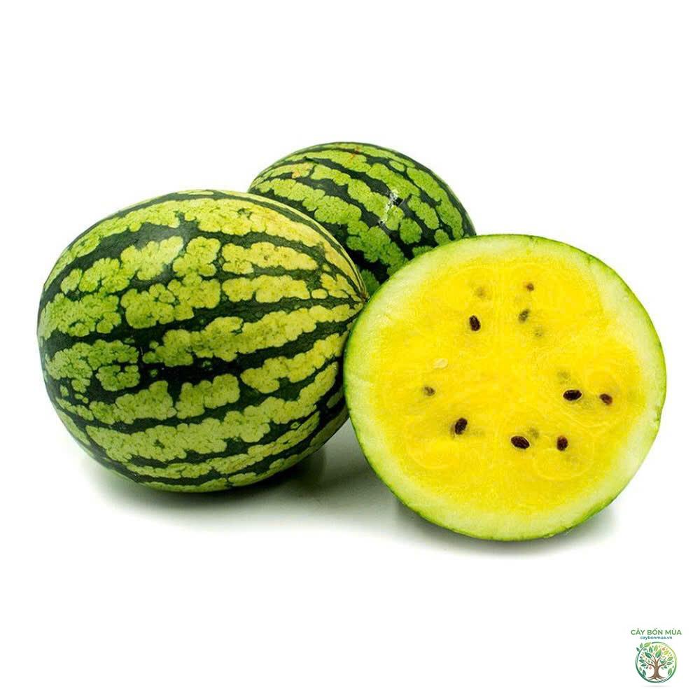cây dưa hấu Yellow Petite - Image 3