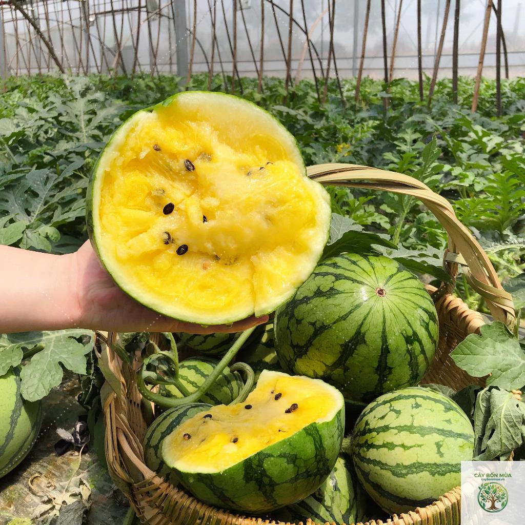 cây dưa hấu Yellow Petite