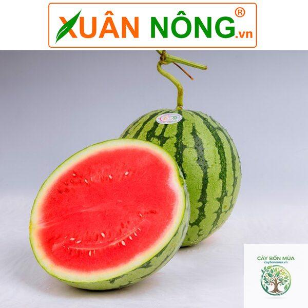 cây dưa hấu không hạt - Image 5
