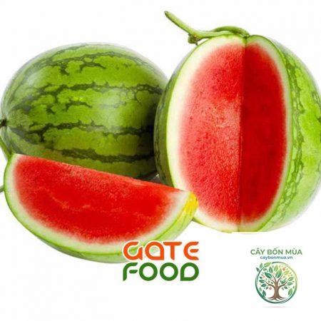 cây dưa hấu không hạt