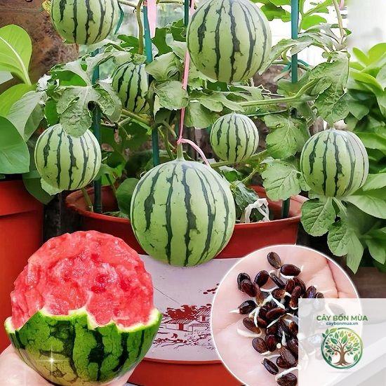 cây dưa hấu mini - Image 2