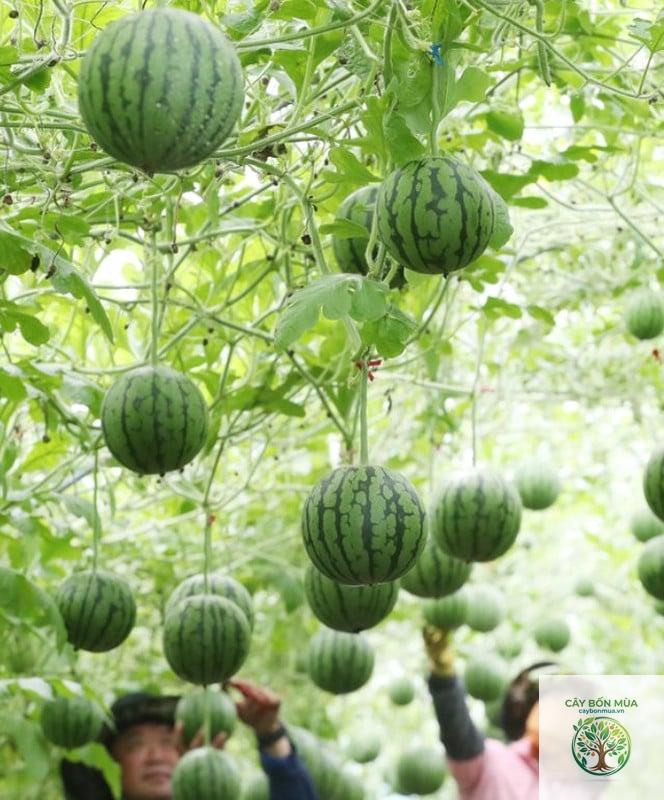 cây dưa hấu mini