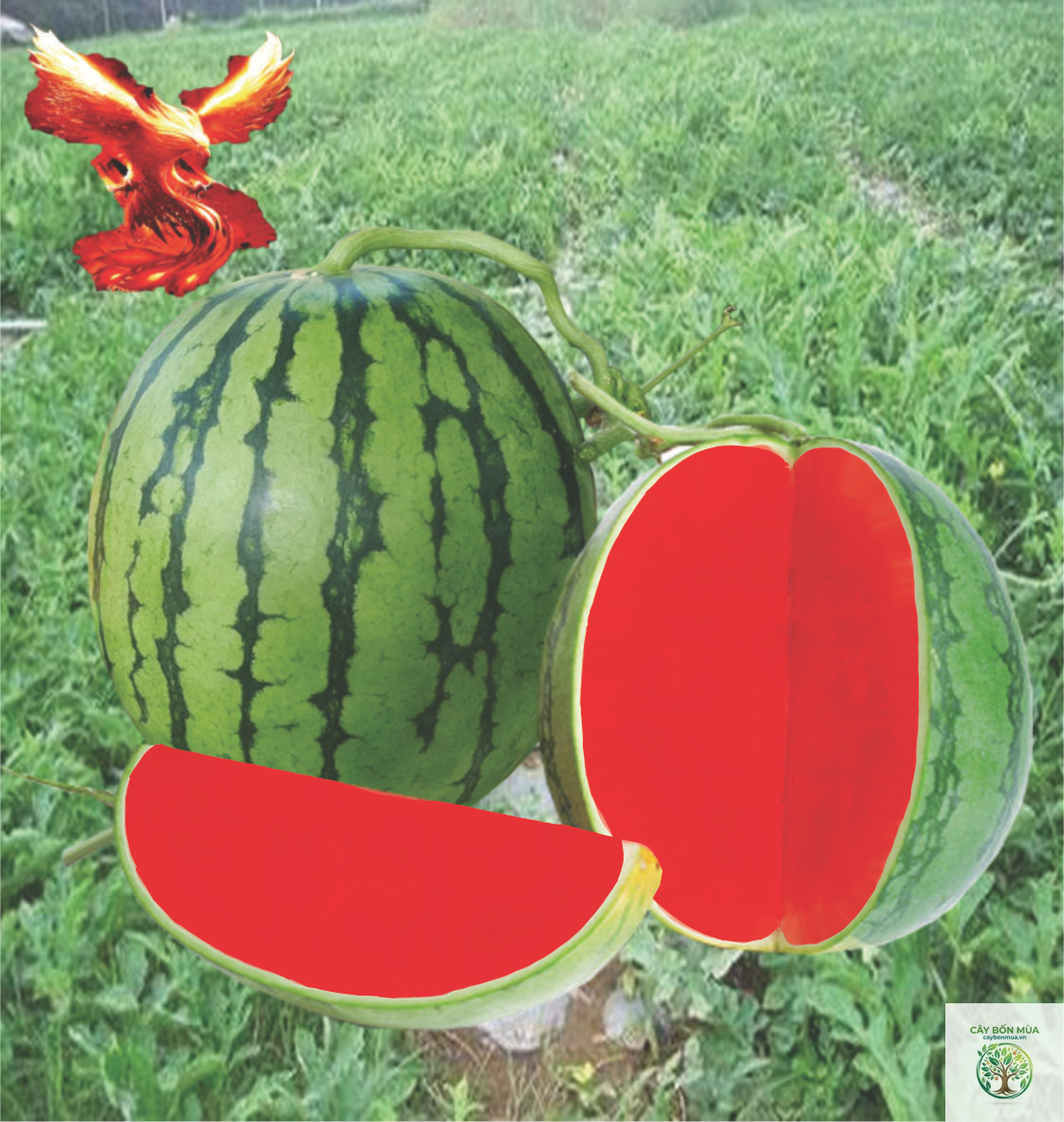 cây dưa hấu ruột đỏ - Image 2