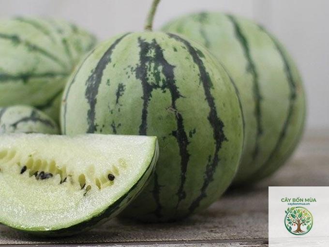 cây dưa hấu ruột trắng
