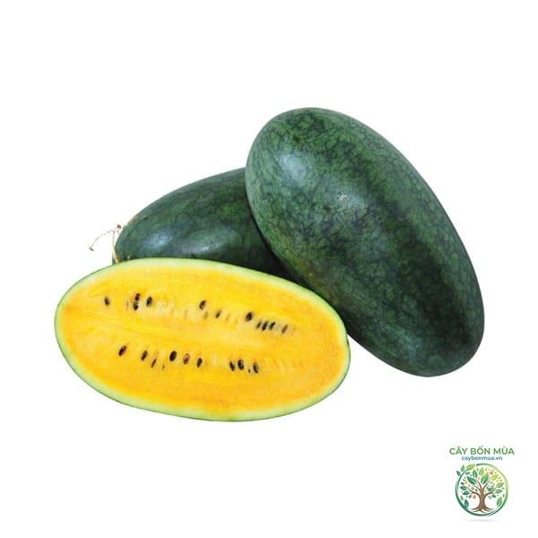 cây dưa hấu ruột vàng - Image 2
