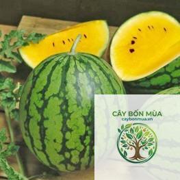 cây dưa hấu ruột vàng - Image 4