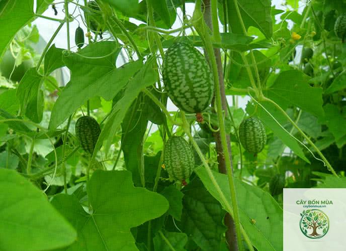 cây dưa hấu tí hon