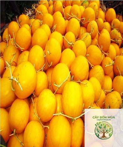 cây dưa hấu vàng - Image 4