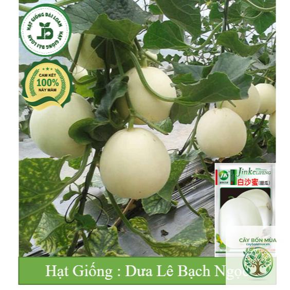 cây dưa lê Đài Loan - Image 4