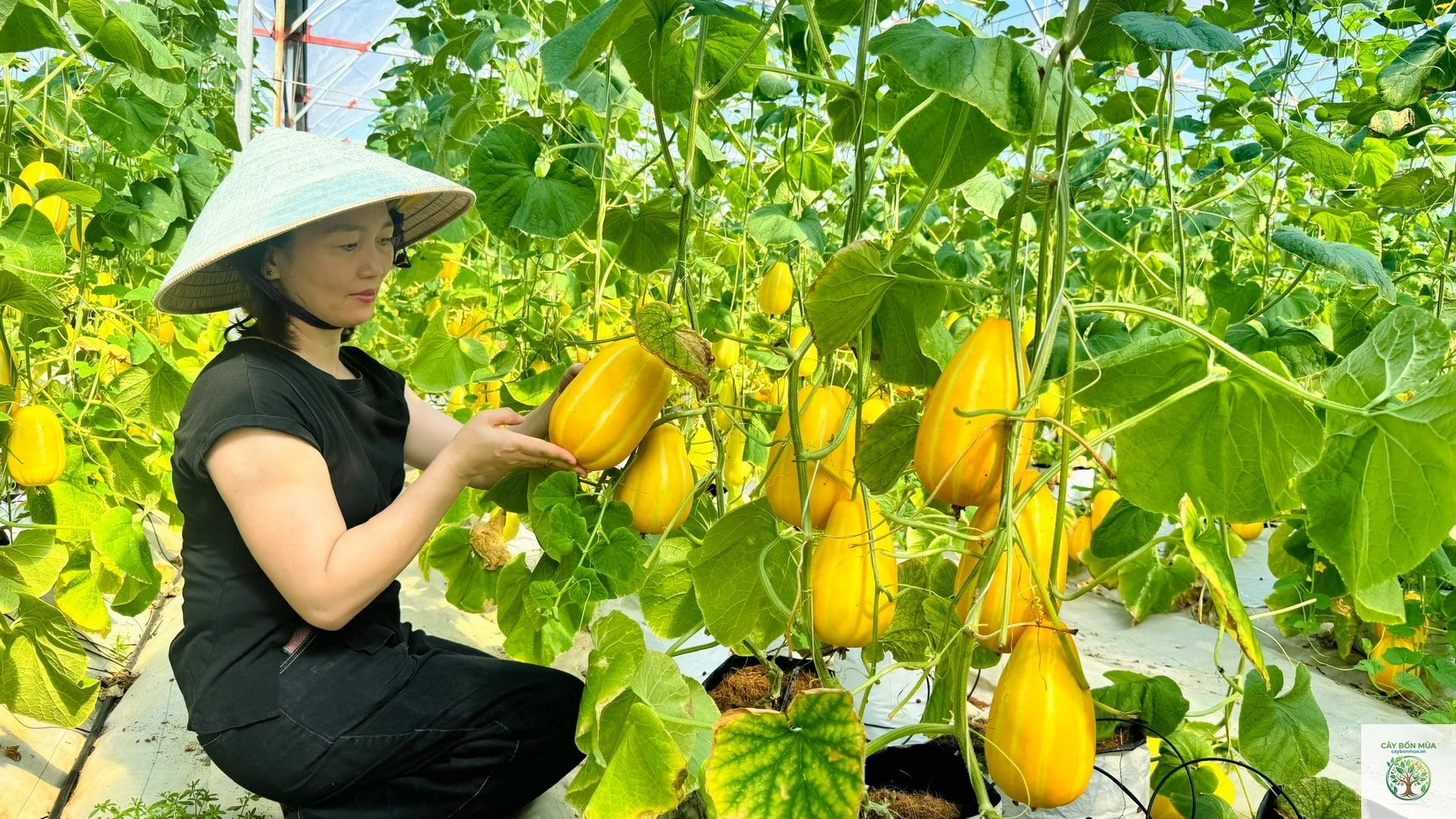 cây dưa lê Hàn Quốc - Image 3