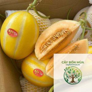 cây dưa lê Hàn Quốc - Image 4