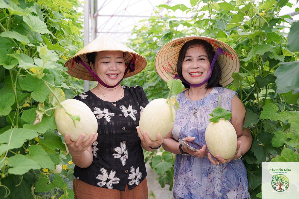 cây dưa lê Nhật Bản - Image 4
