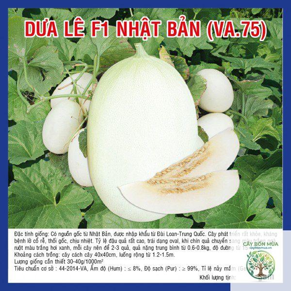 cây dưa lê Nhật Bản