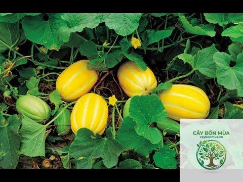 cây dưa lê thơm