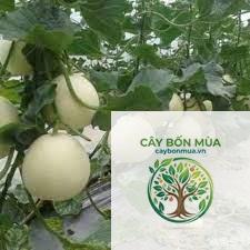 cây dưa lê trắng