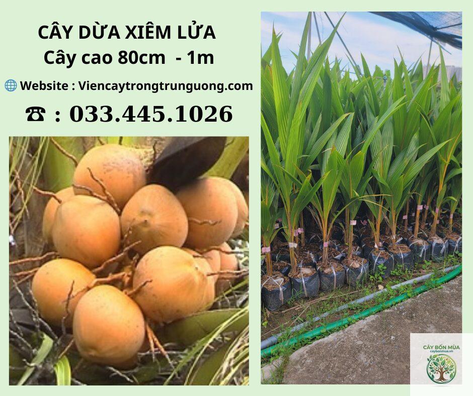 cây dừa lửa - Image 2