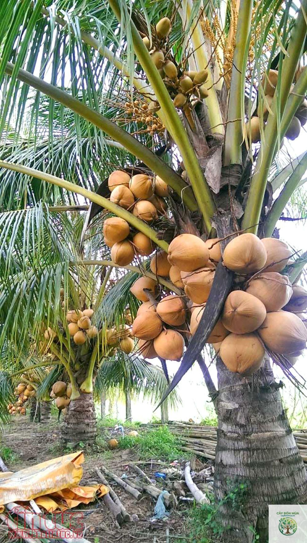 cây dừa lửa - Image 3
